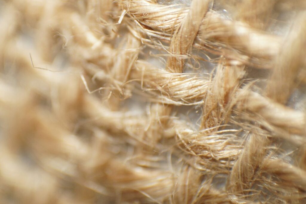 a close up of a bunch of wheat
